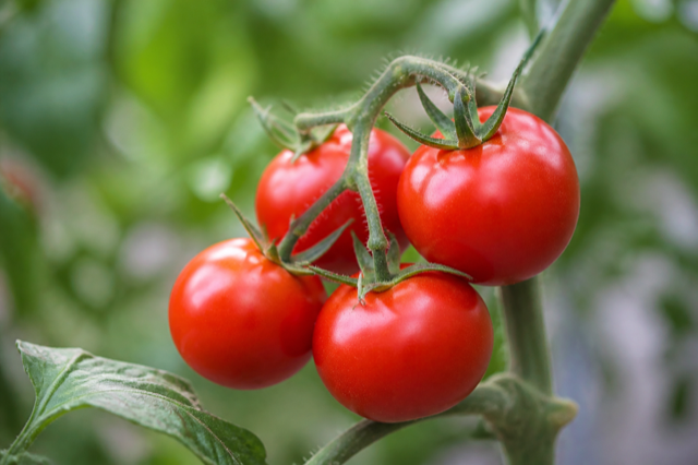Fresh ripe tomatoes