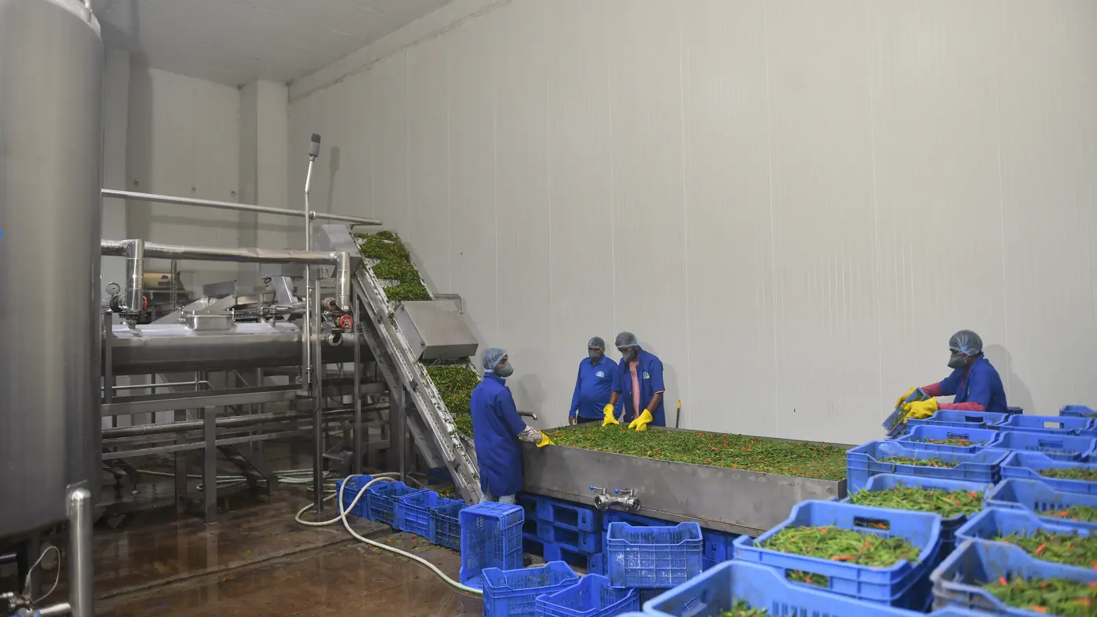 Staff sorting chillies at the vegetable intake line